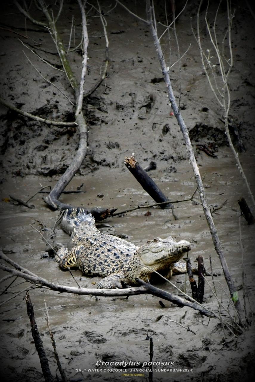 Excursion to Jharkhali Sundarbans